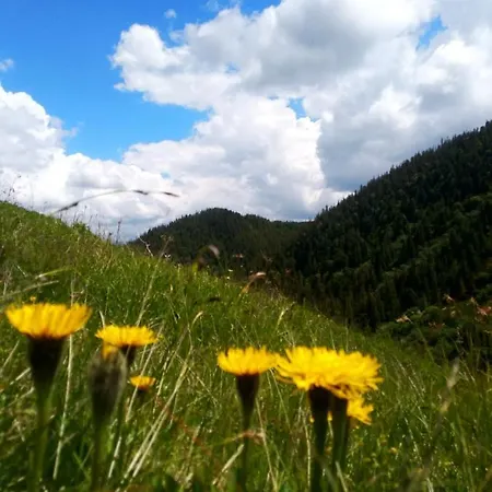 Appartement карпатський олександрія *